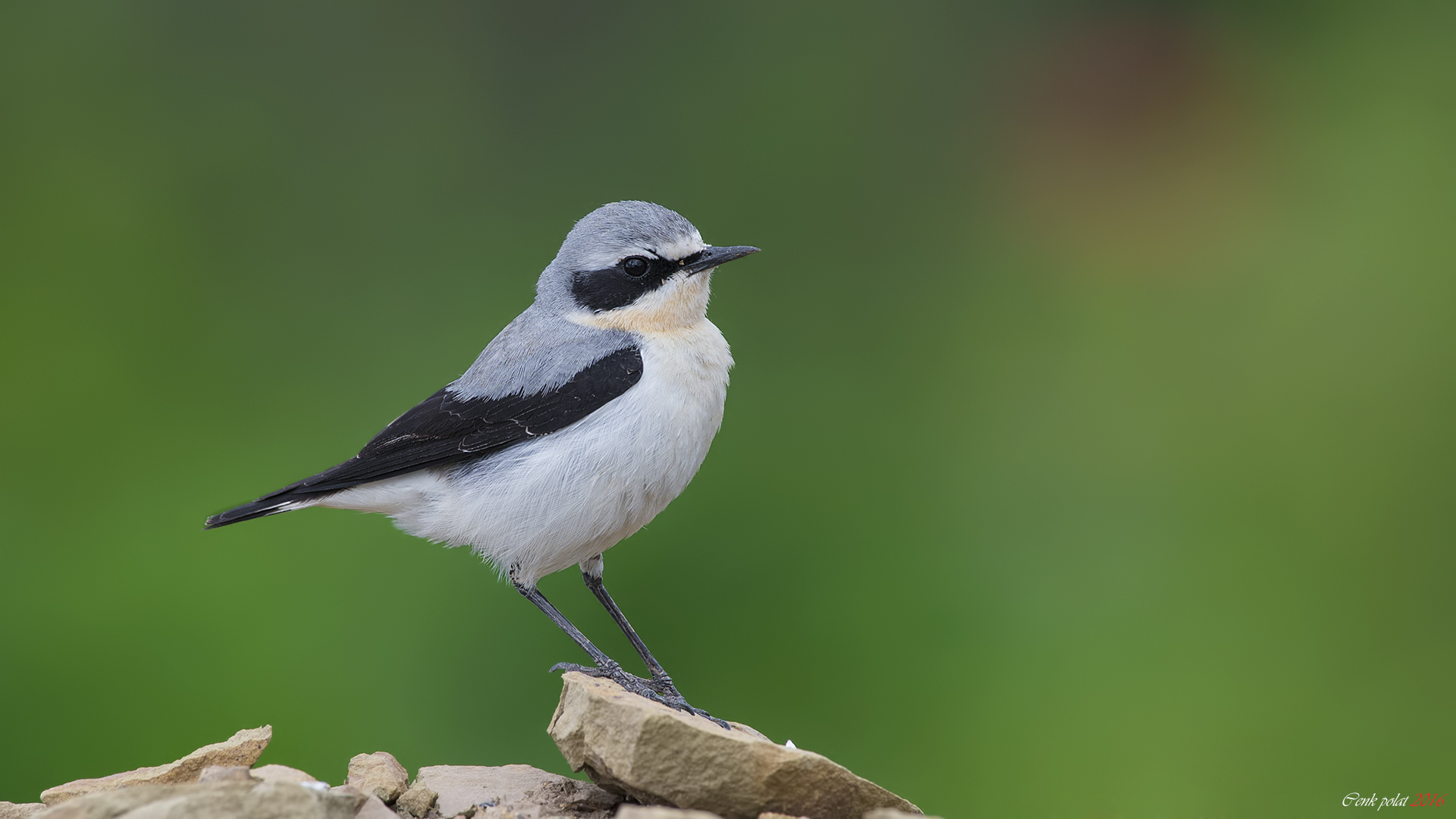 Northern Wheatear
